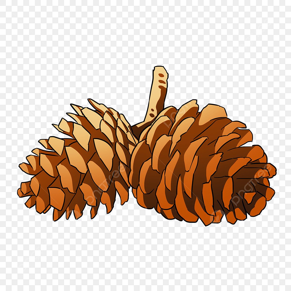 Шишки без фона