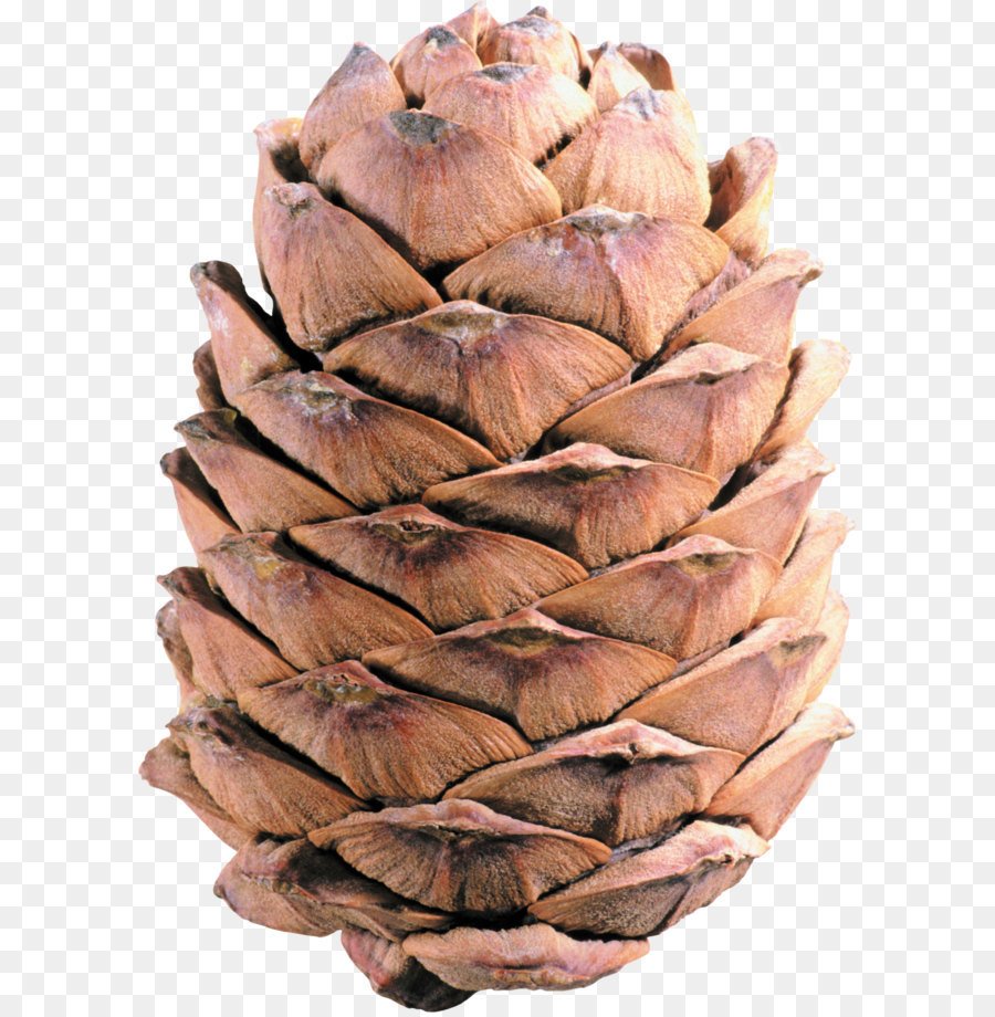 Шишка на белом фоне