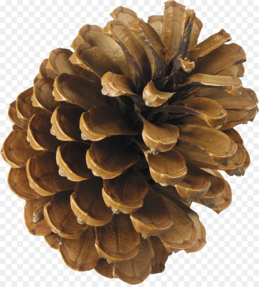 Шишки материалы