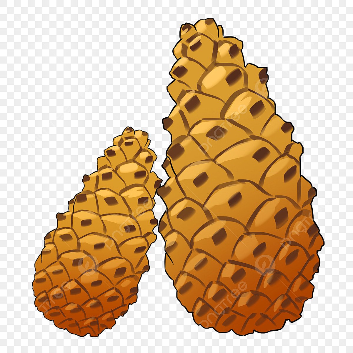 Шишка на белом фоне