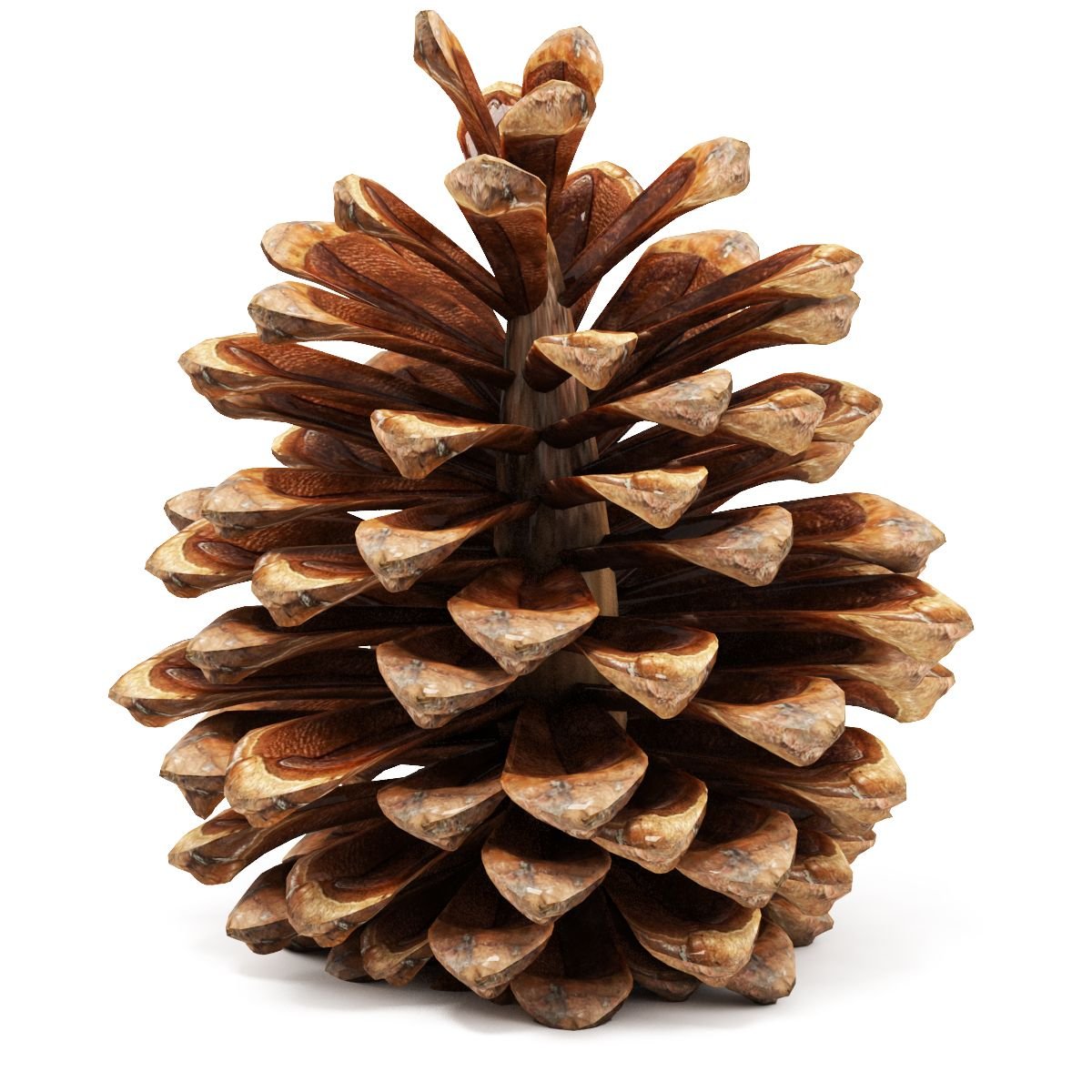 Картинки шишки для детского сада