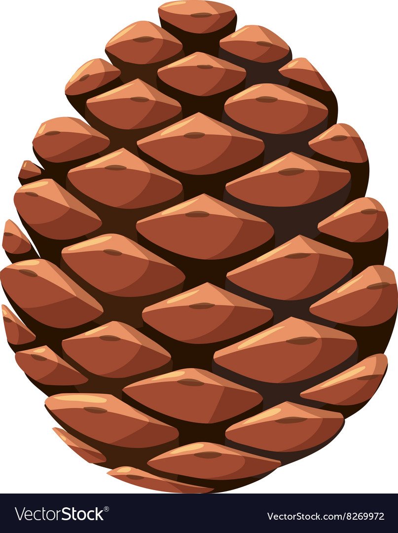 Кедр и Кедровая шишка