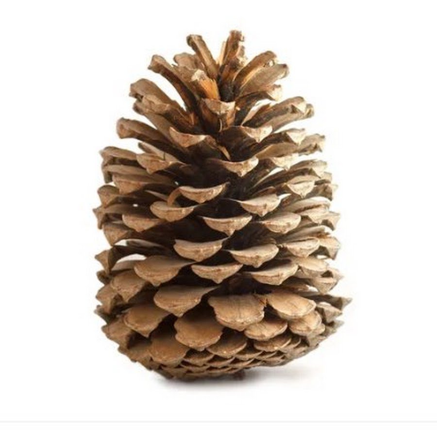 Мультяшный шишка на прозрачном фоне