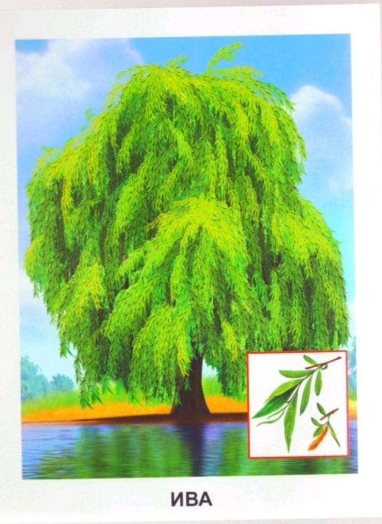 Плакучая Ива для детей