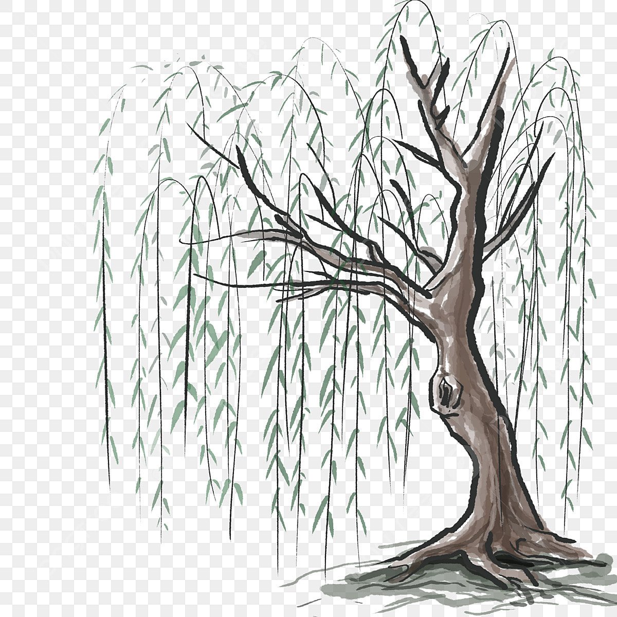 Ива для срисовки