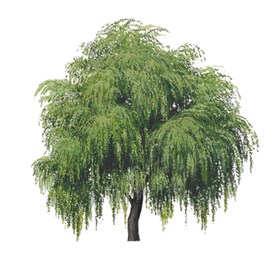 Ива рисунок