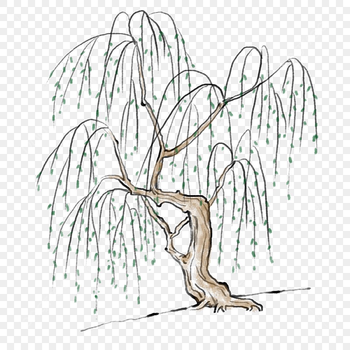 Деревья Ива для детского сада