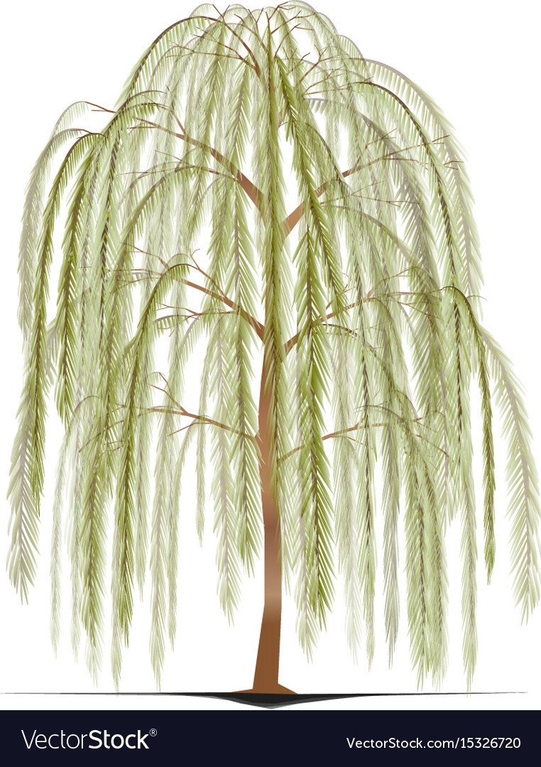 Ива на белом фоне