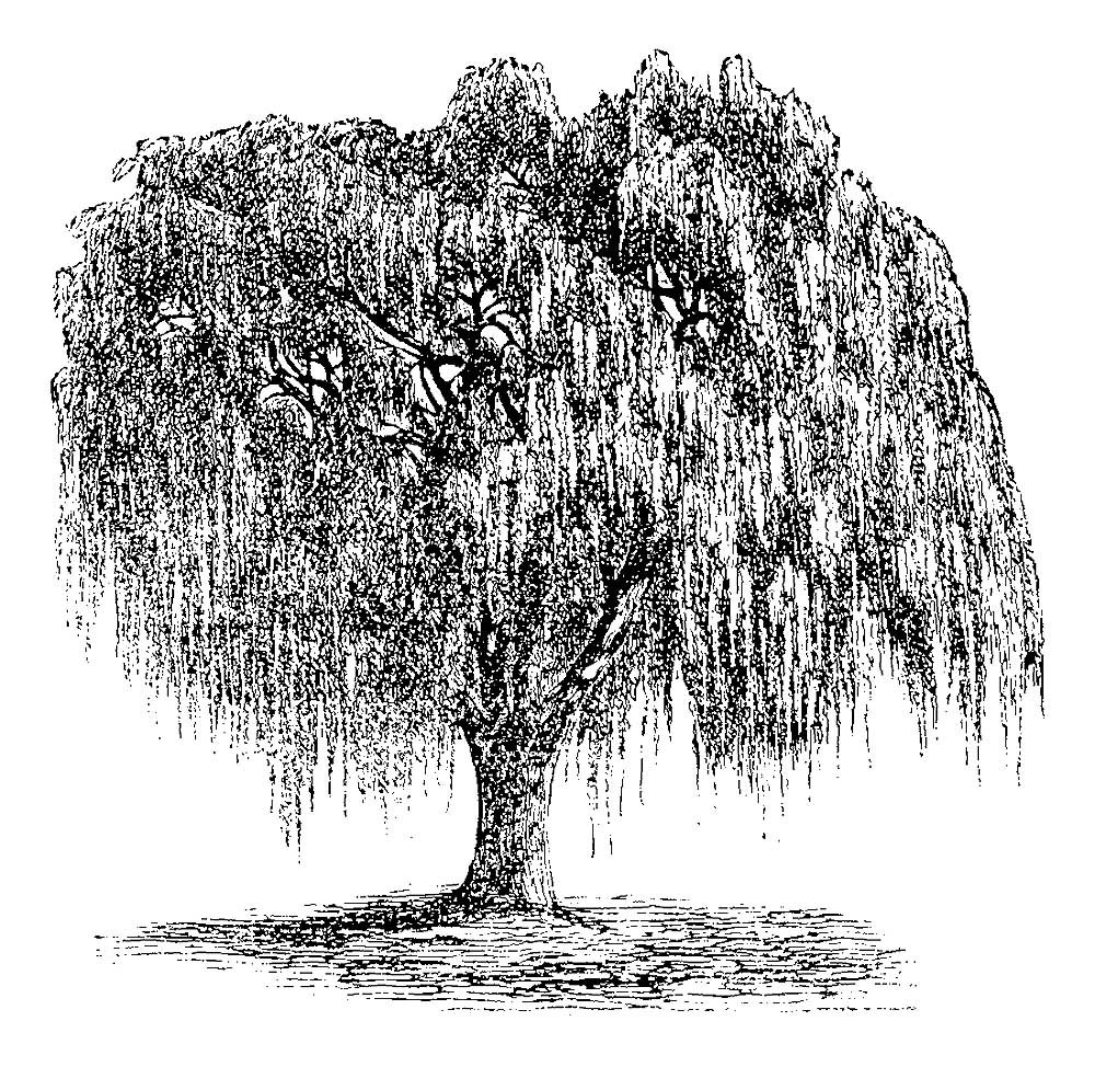 Ива референс