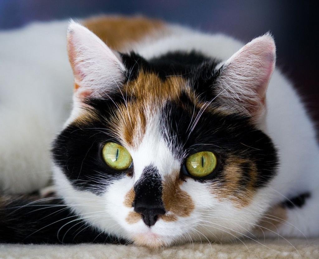 Сибирская Калико кошка