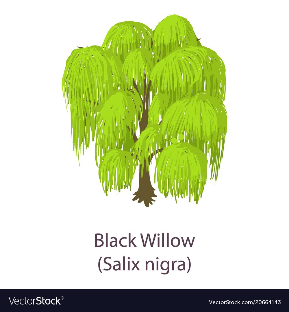 Дерево куст Ива