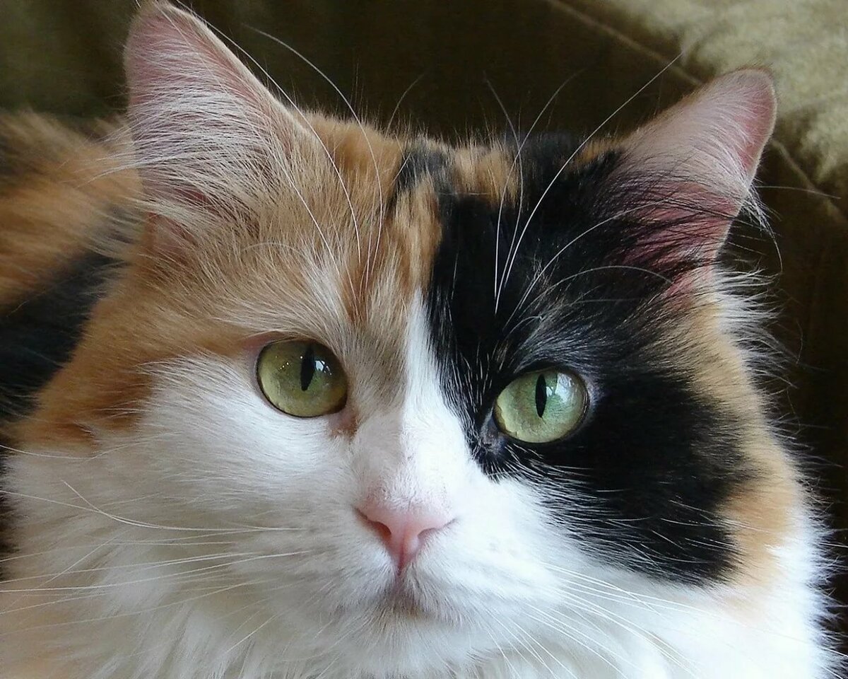 Сибирская богатка