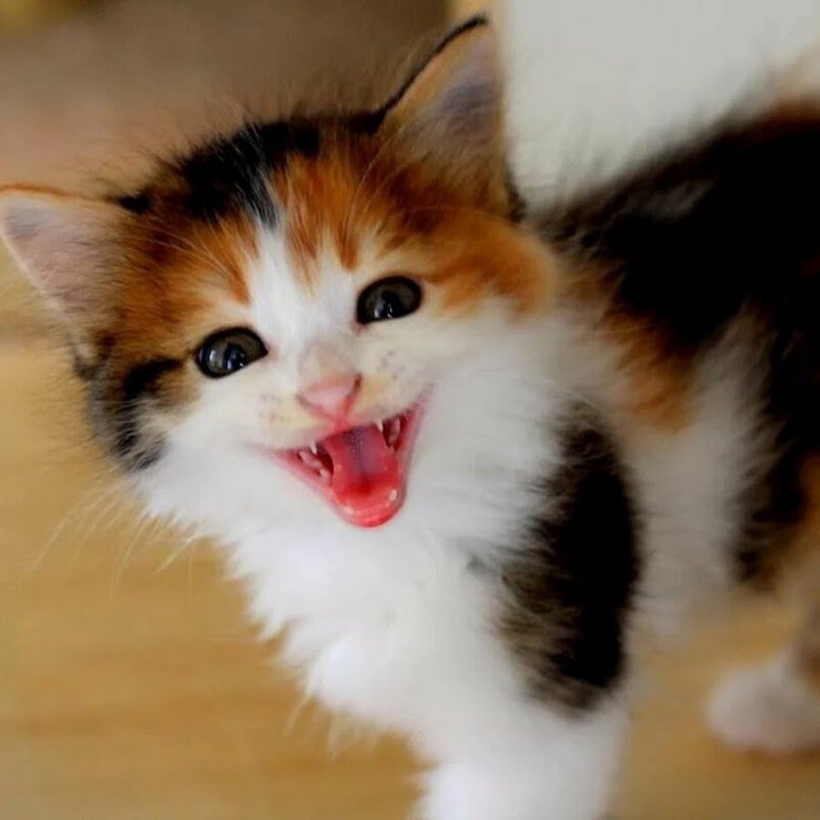 Котёнок лёля