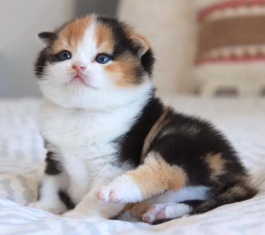 Британская трехшерстная кошка