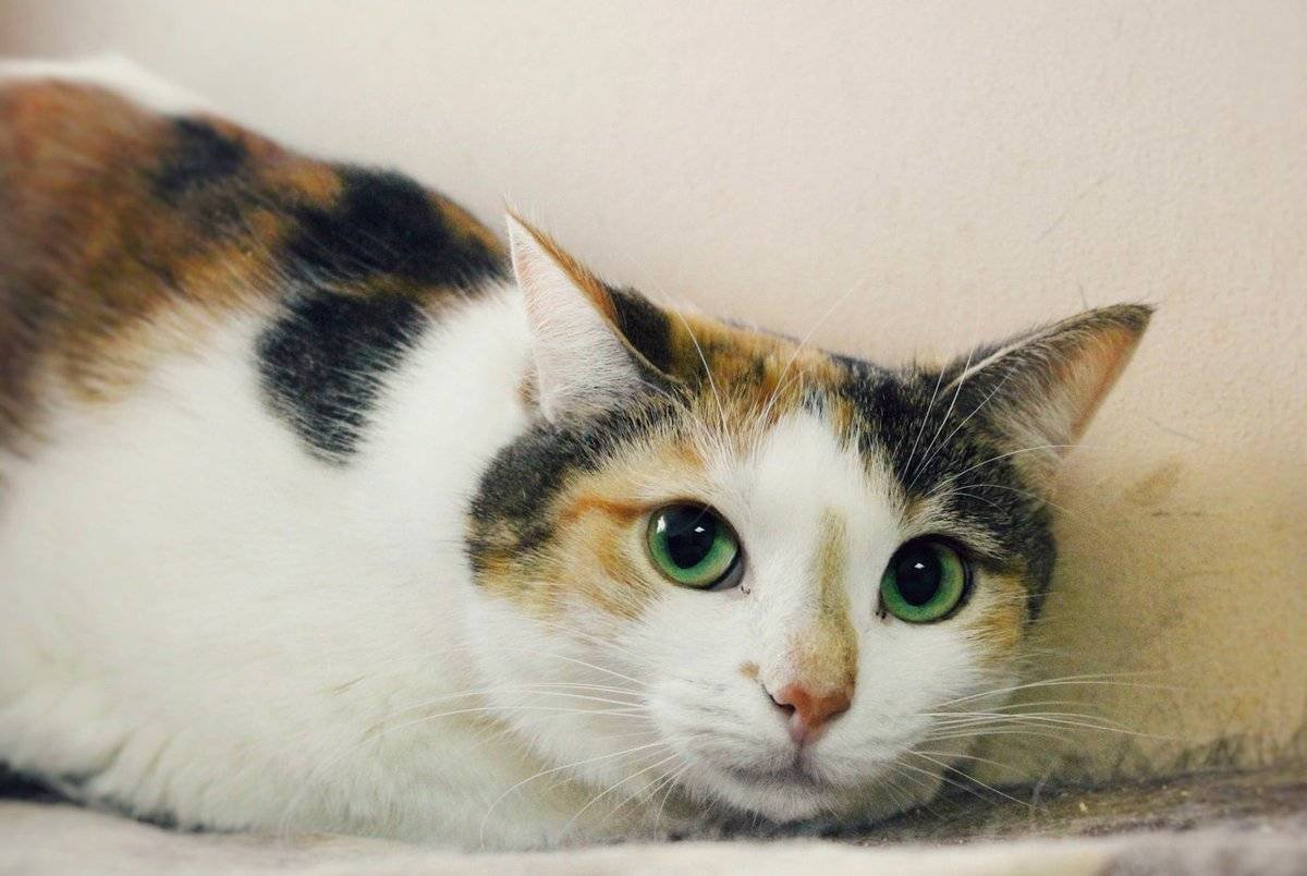 Сибирская кошка трехцветная короткошерстная
