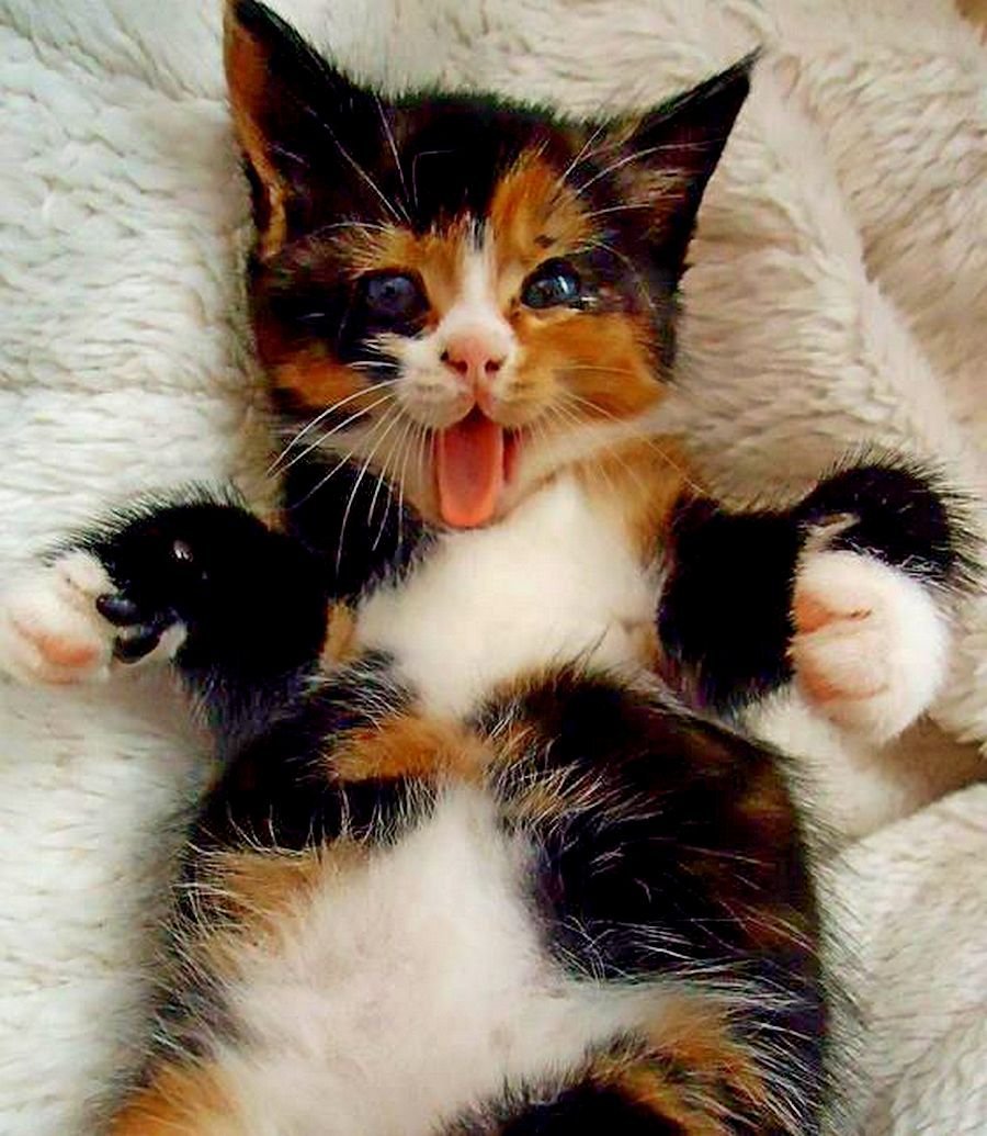 Трёхцветная кошка