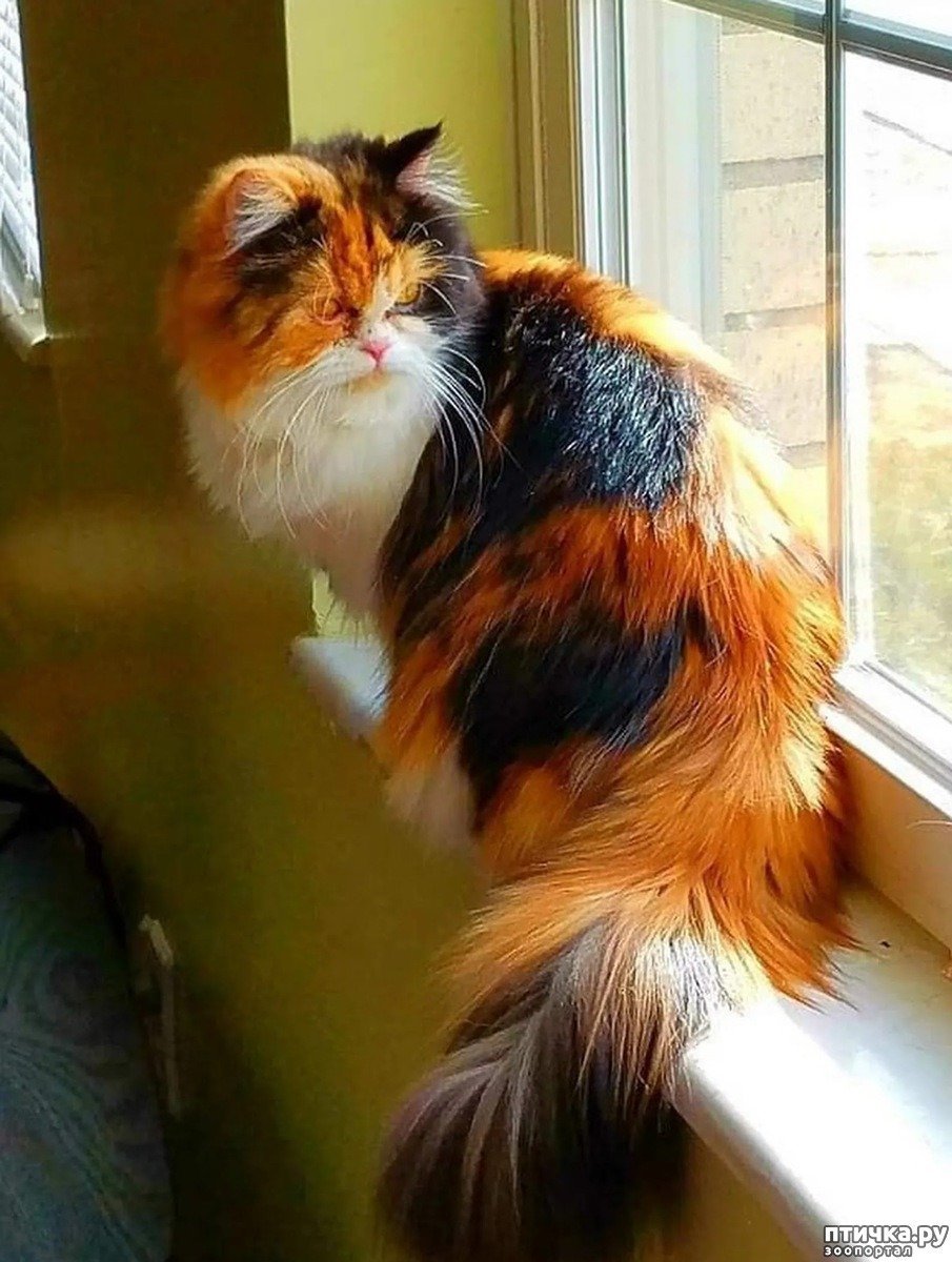 Трехшерстные кошки длинношерстная
