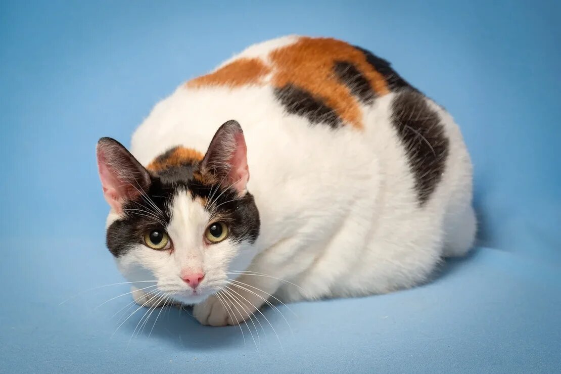 Американская короткошерстная кошка черепаховая