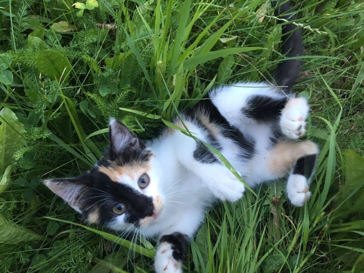 Котята трехцветки