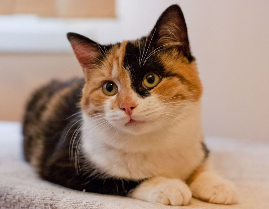 Трёхцветная кошка