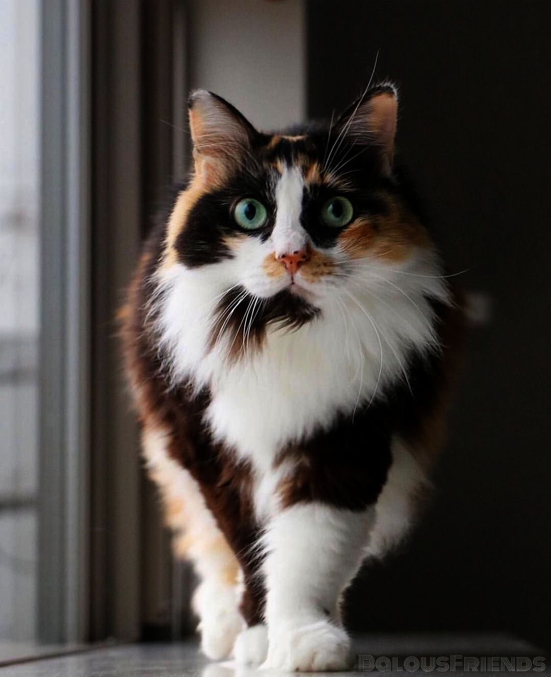 Порода Калико