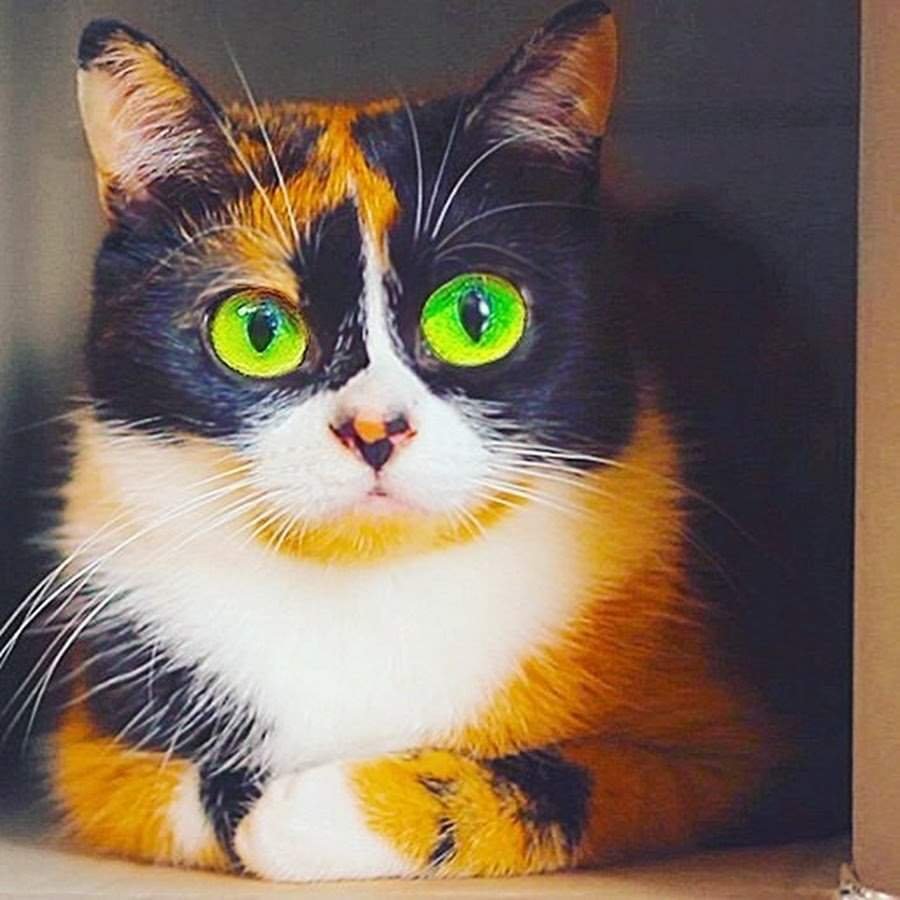 Slivki show куки