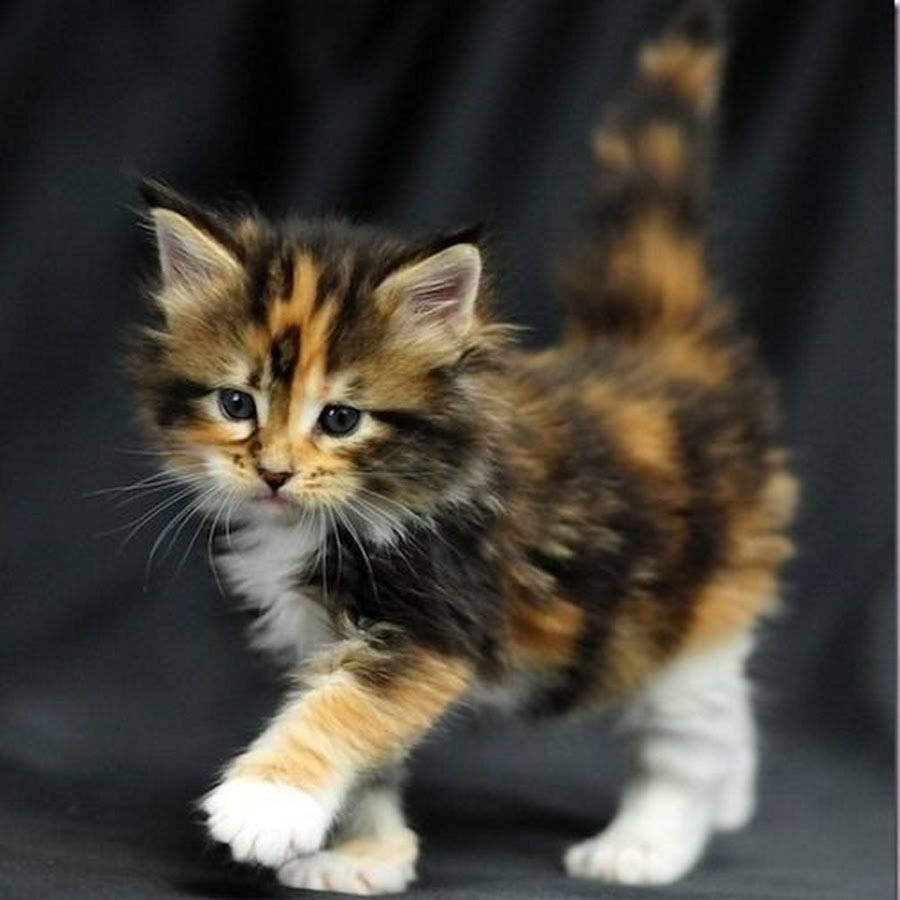 Мейн кун трехцветный котенок