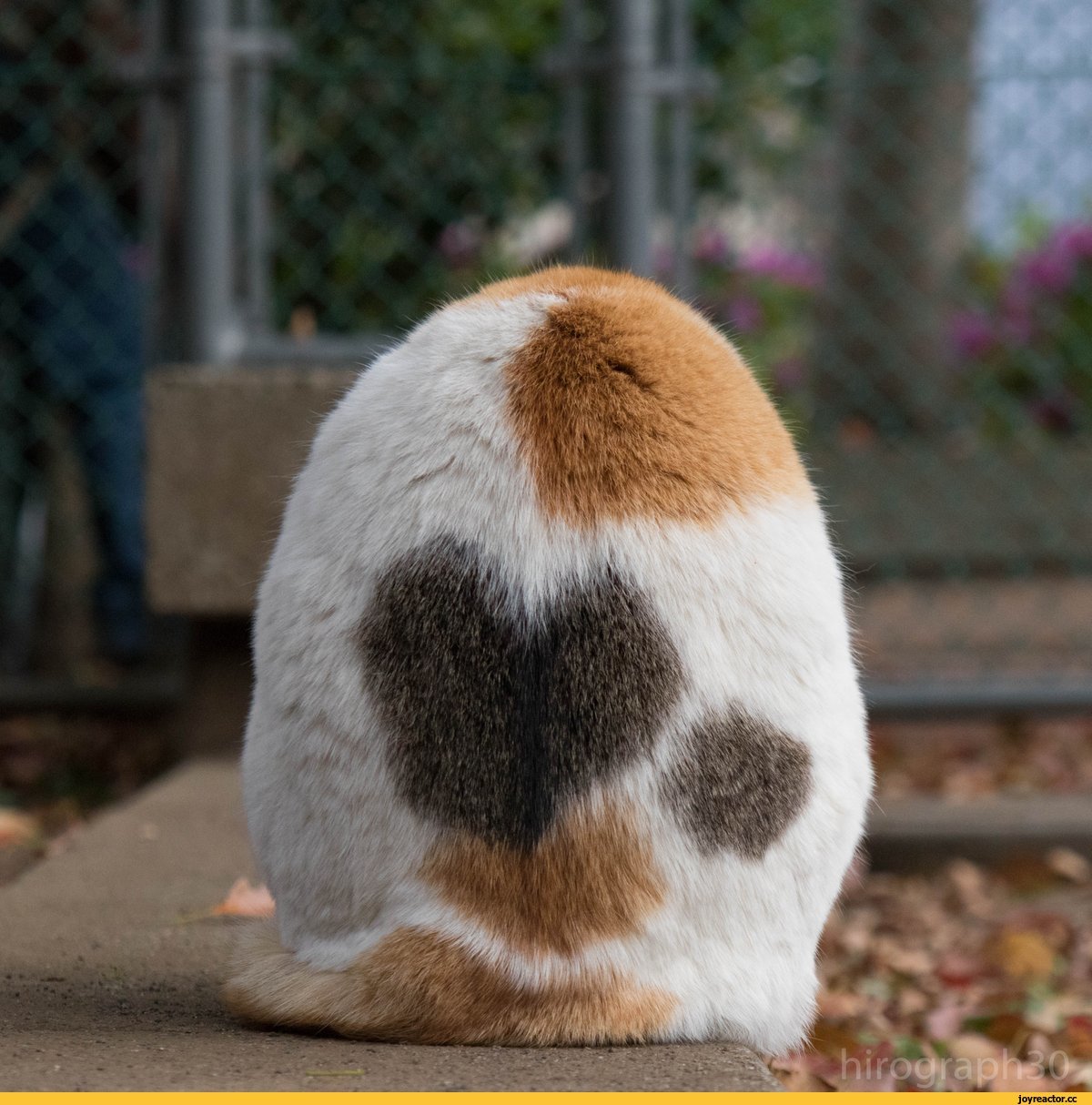 Трёхцветный кот с яйцами