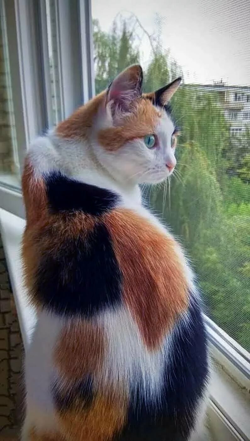 Трехшерстная кошка