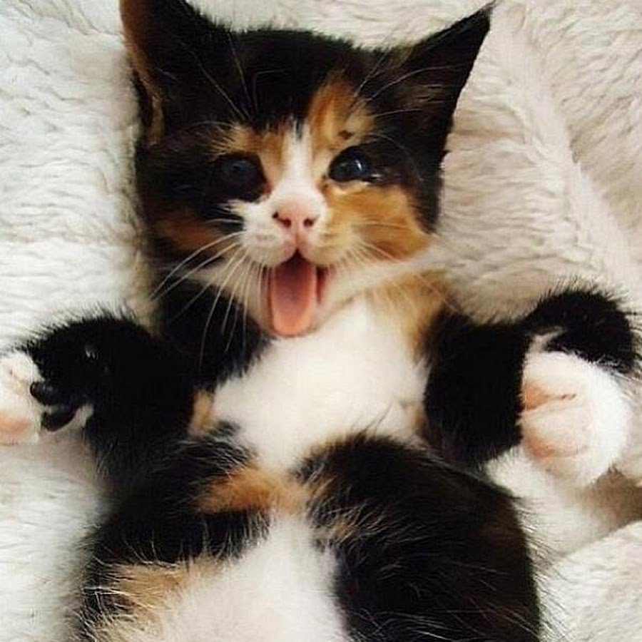 Трехцветная кошка с котятами