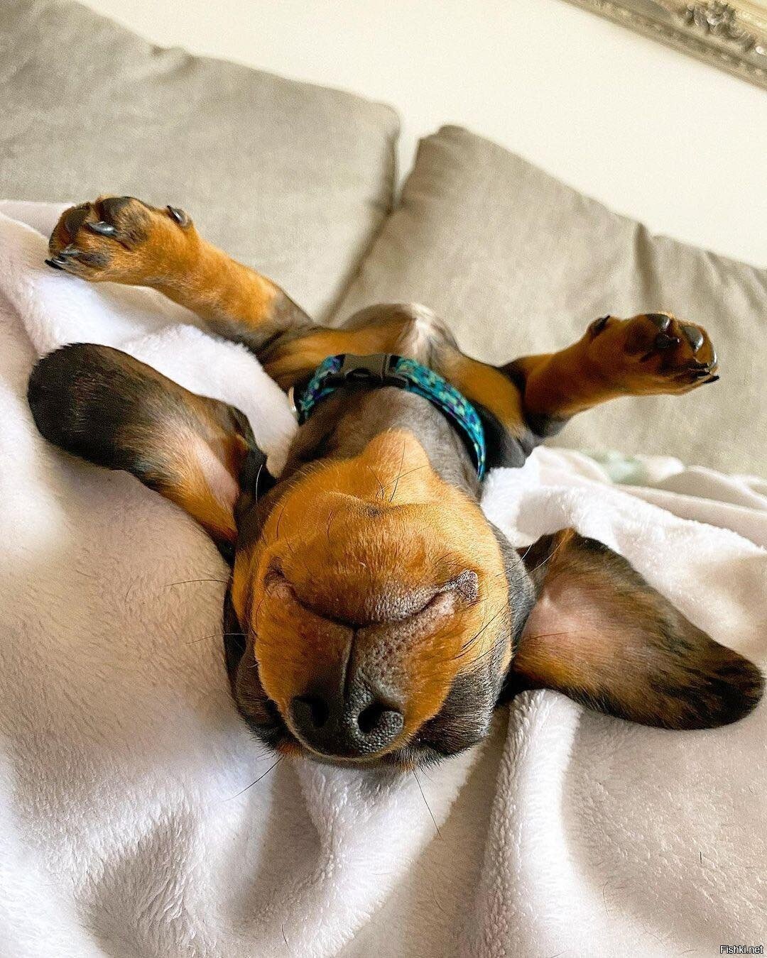 Такса лежит