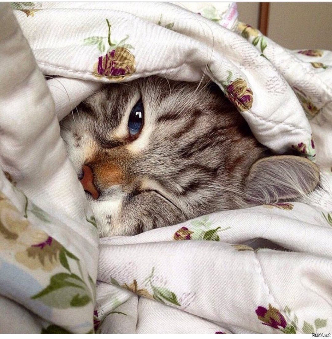 Утро животные