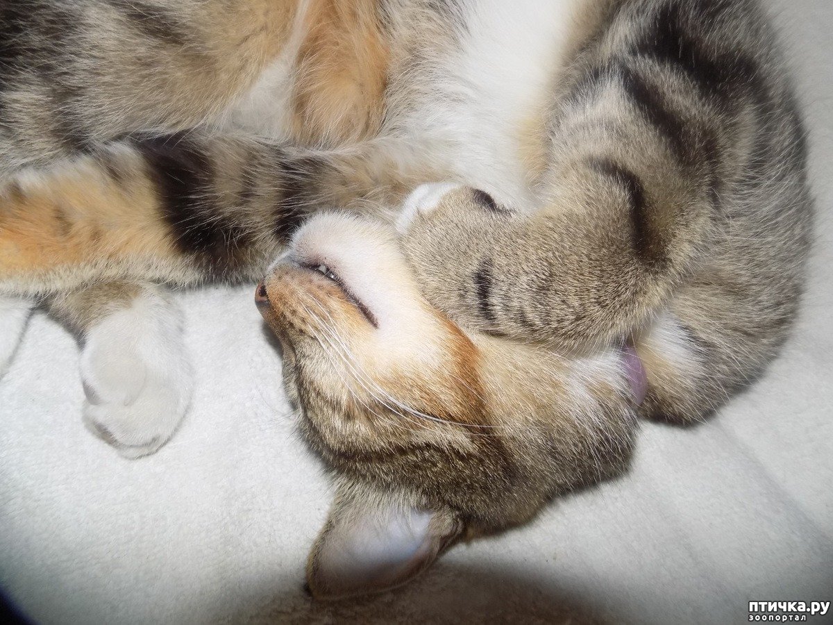 Доброе утро Засони