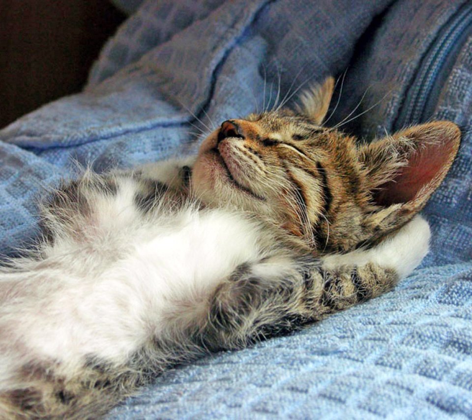 Лежебока карикатура