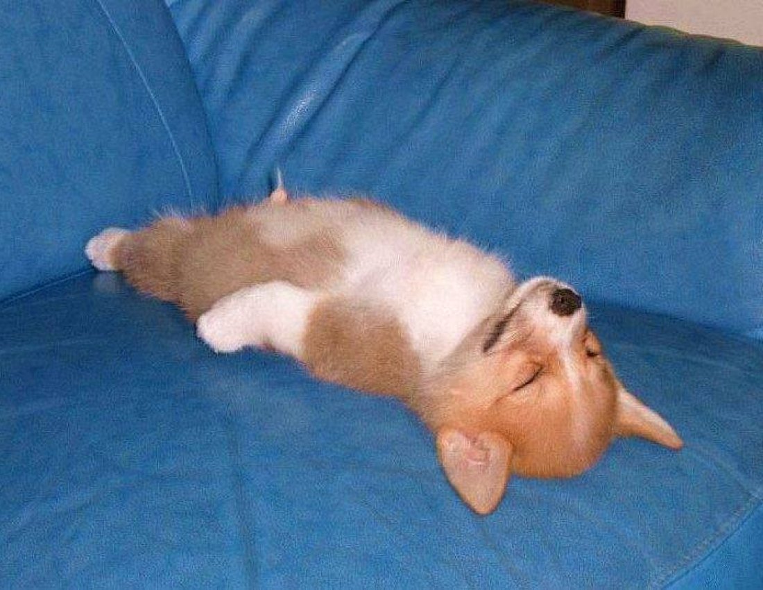 Спящий кот с высунутым языком