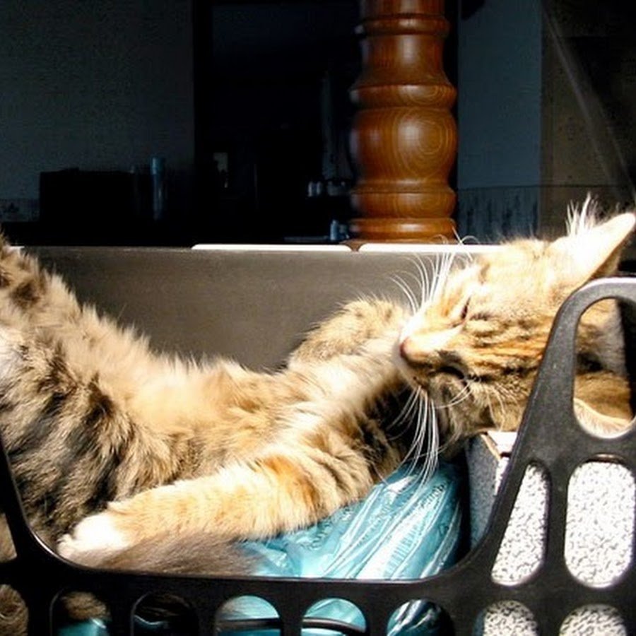 Шутки про сон