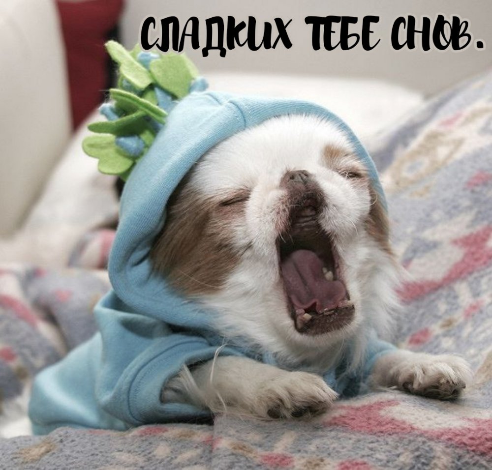 Кошка расслабон