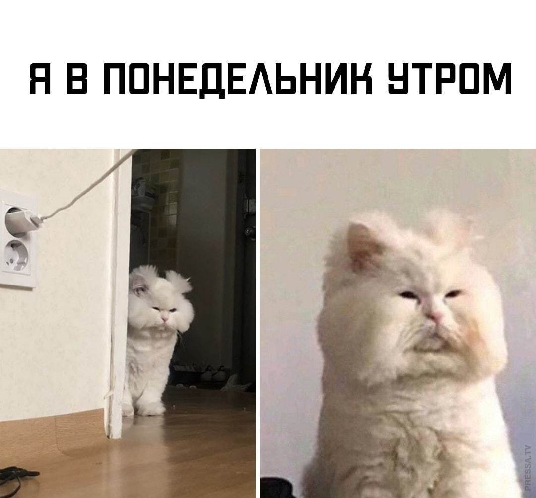 Кот понедельник Мем