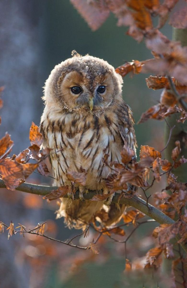 Филин Сыч сипуха