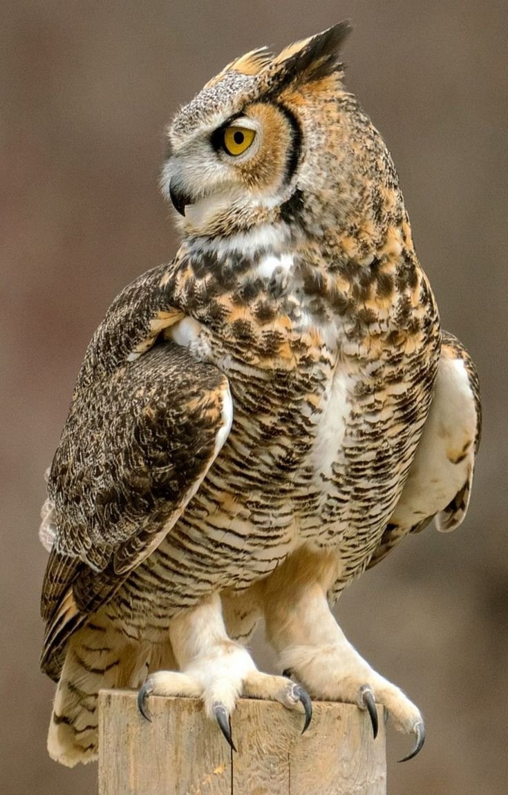 Сова Филин Сыч сипуха