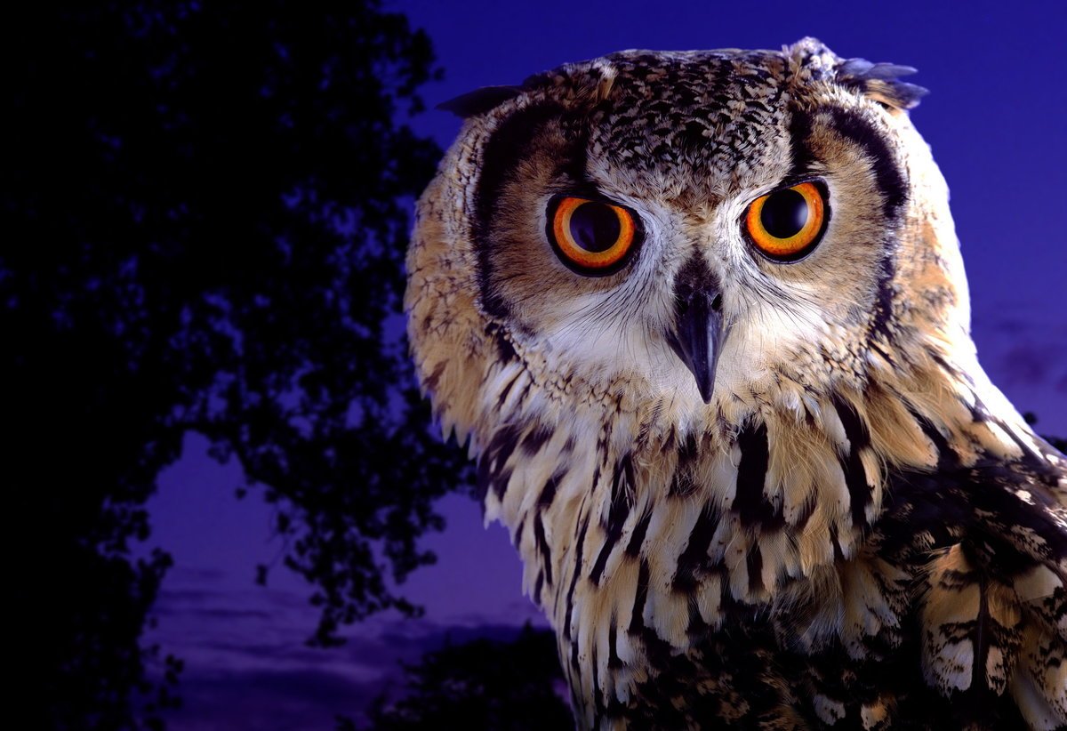 Ночные Совы фильм 2015