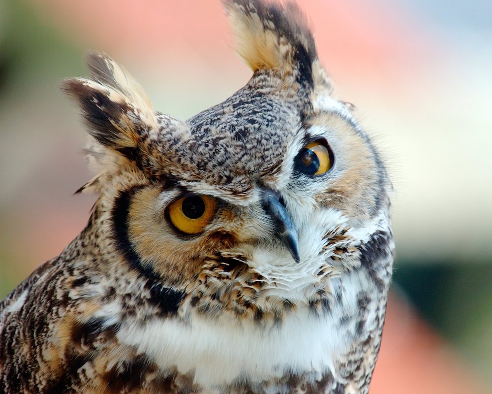 Полярная ушастая Сова