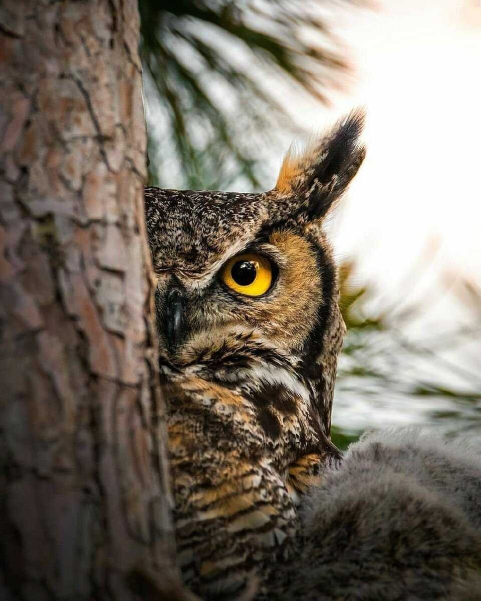 Филин Сыч сипуха