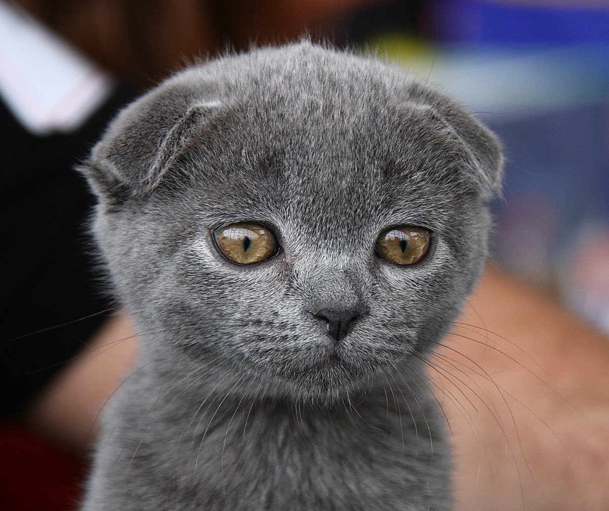 Скоттиш-фолд Шотландская вислоухая котята