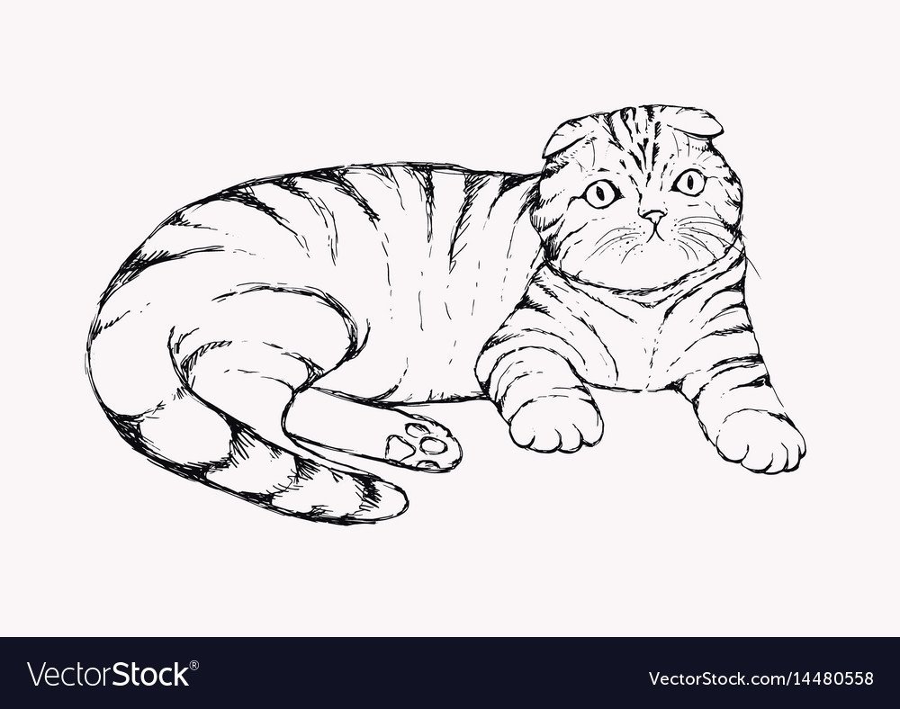 Котёнок рисунок карандашом