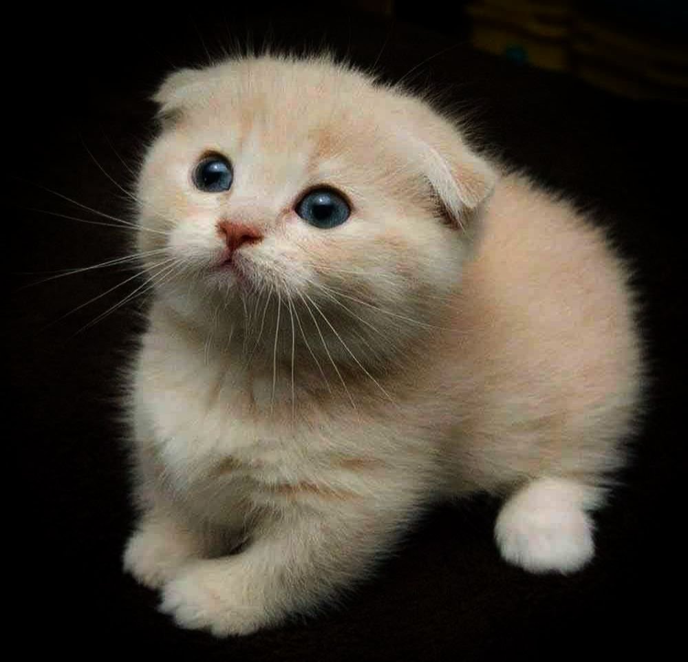 Вислоухий скоттиш фолд Султан