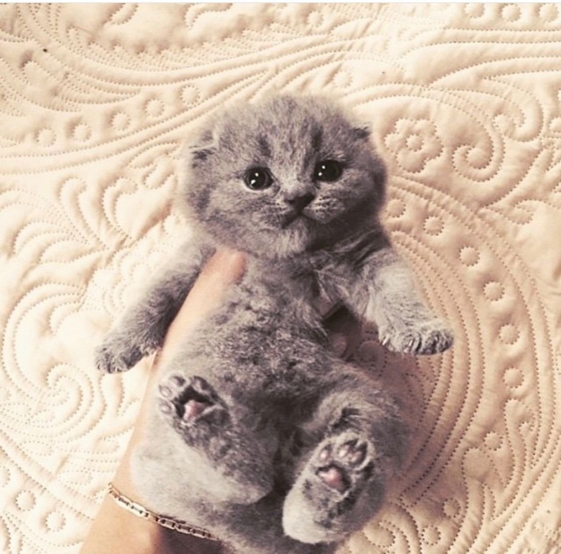 Шотландская вислоухая кошка белая