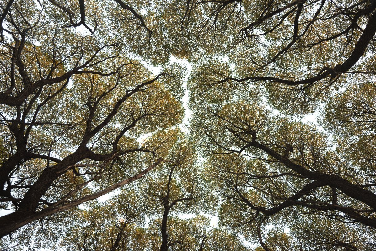 Небо сквозь деревья