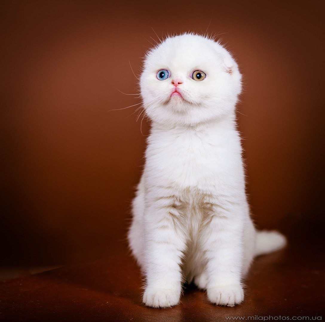 Скоттиш-фолд Шотландская