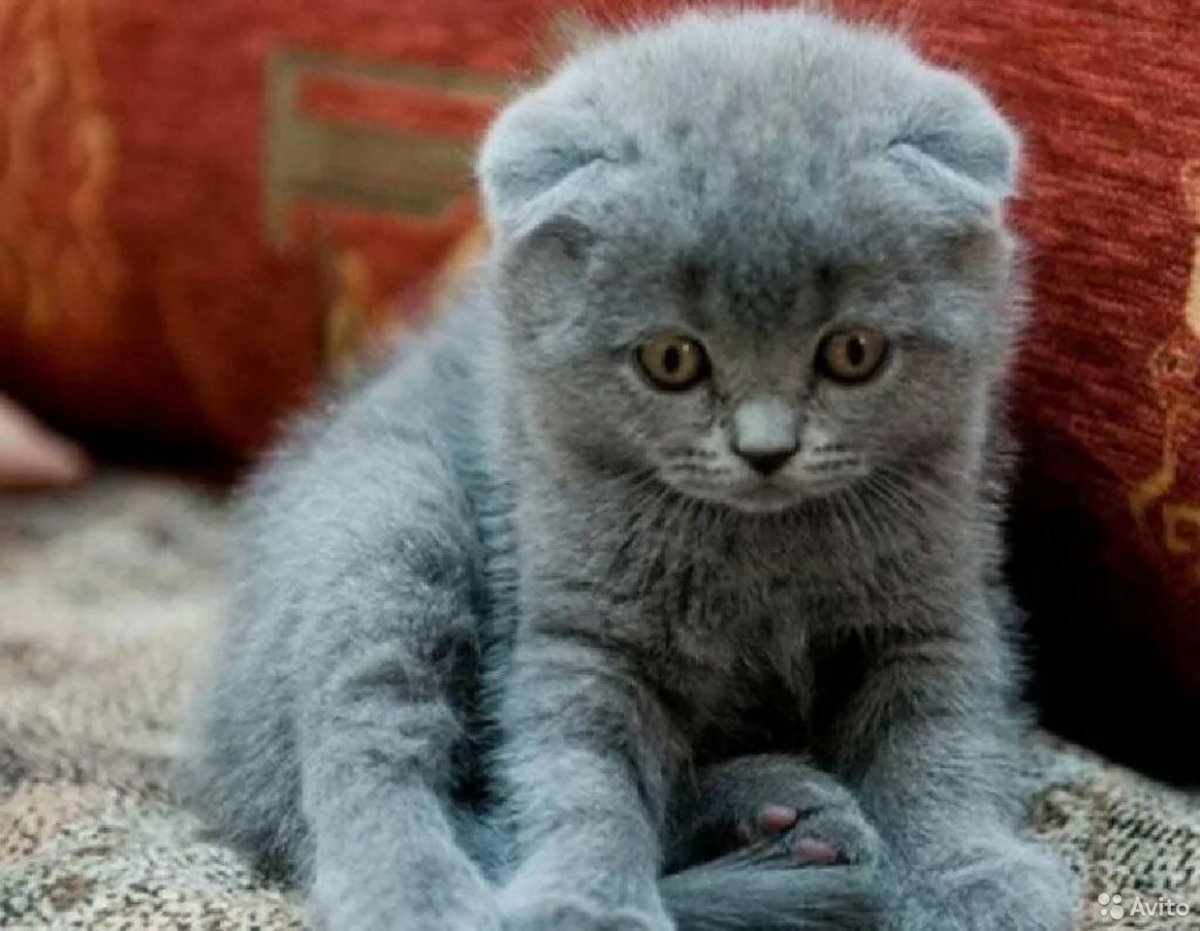 Лиловый шотландский скоттиш фолд